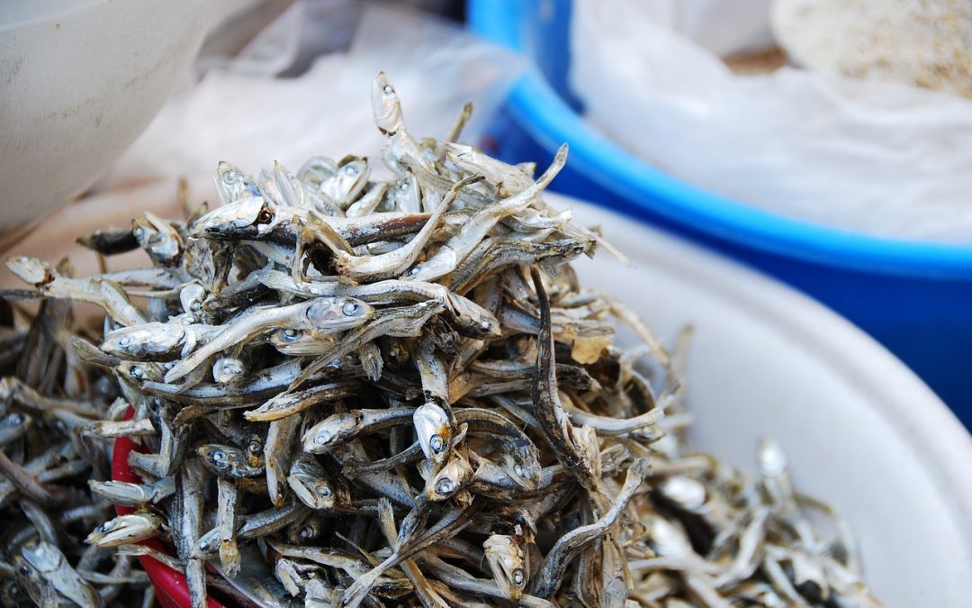 Zo mager als een ansjovis