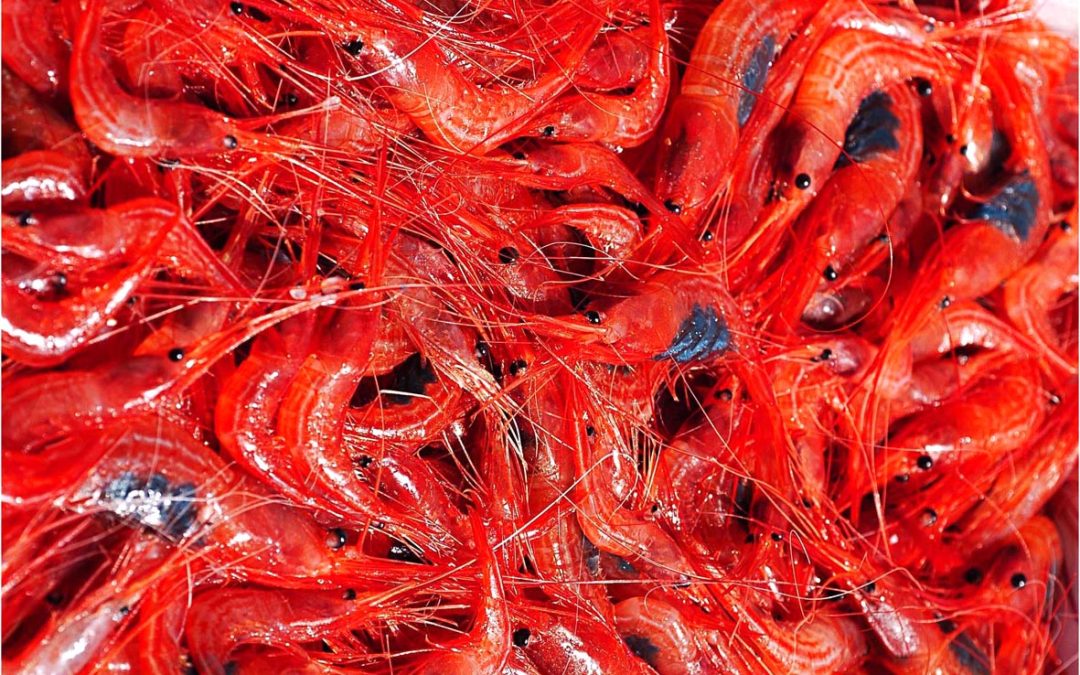 Rode garnaal: het goud van siciliaanse vissers