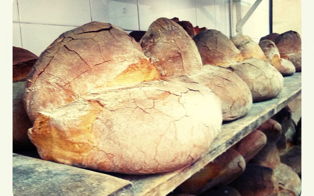 Het brood van Altamura